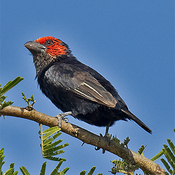Red-faced Barbet