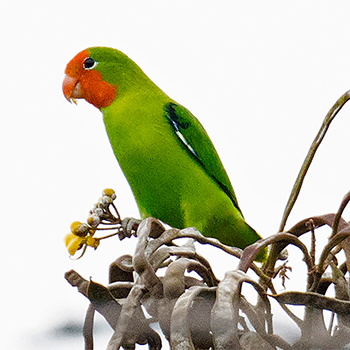 Red-headed Lovebird