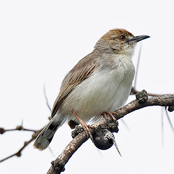 Red-pate Cisticola