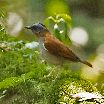 Red-throated Alethe