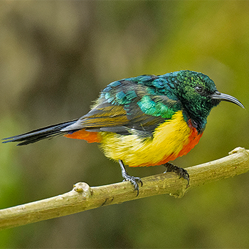 Regal Sunbird