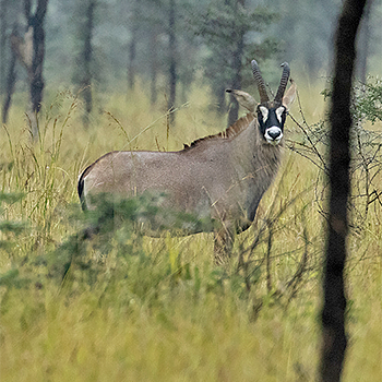Roan Antelope