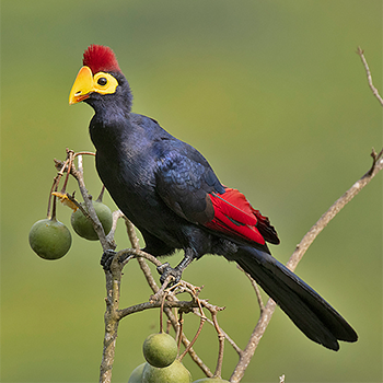 Ross's Turaco
