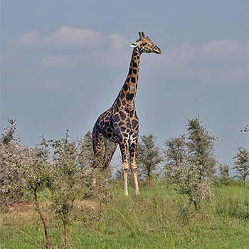 Rothchild's Giraffe