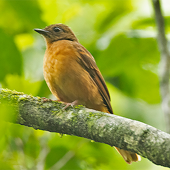 Rufous Flycatcher-thrush