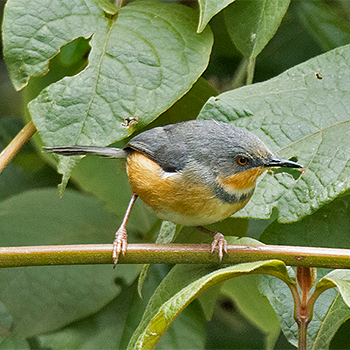 Rwenzori Apalis