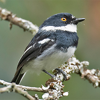 Rwenzori Batis