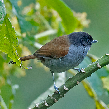 Rwenzori Hill Babbler
