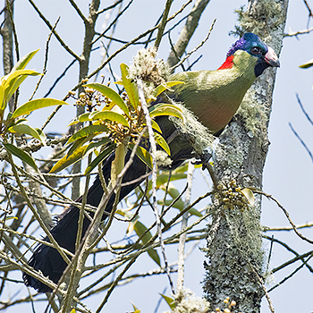 Rwenzori Turaco