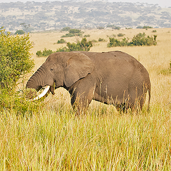 Savannah Elephant
