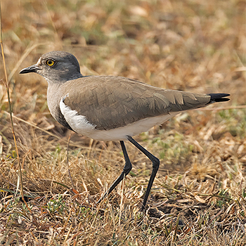 Senegal Lapwing