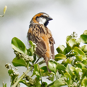 Shelley's Rufous Sparrow