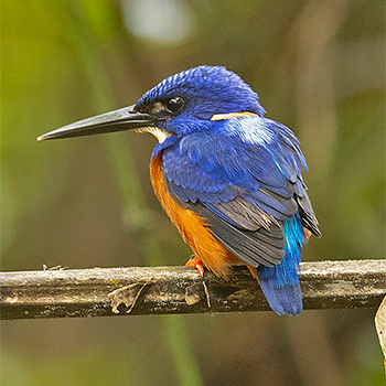 Shining-blue Kingfisher