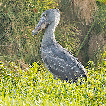 Shoebill