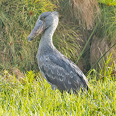 Shoebill