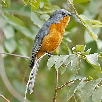 Silverbird