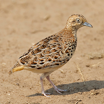 Small Buttonquail