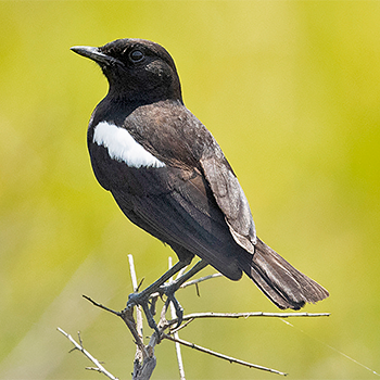 Sooty Chat