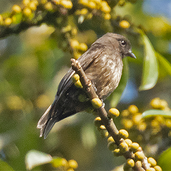 Sooty Flycatcher