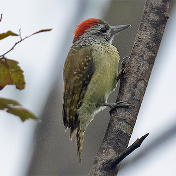 Speckle-breasted Woodpecker