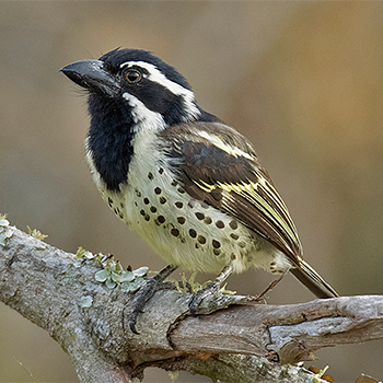Spot-flanked Barbet