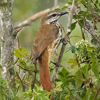 Spotted Morning-thrush