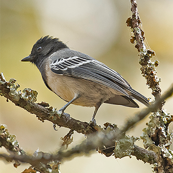 Stripe-breasted Tit