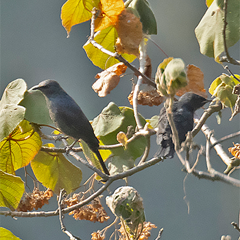 Stuhlmann's Starling