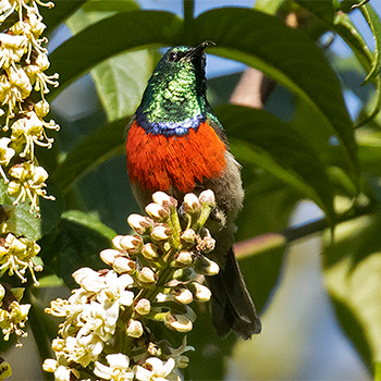 Stuhlmann's Sunbird