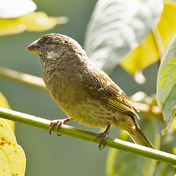 Thick-billed Seedeater