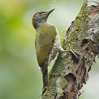 Tullberg's Woodpecker