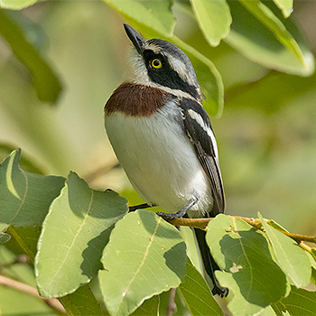Western Black-headed Batis