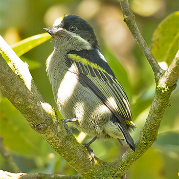 Western Tinkerbird