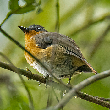 White-bellied Robin-chat