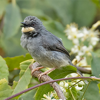White-chinned Prinia