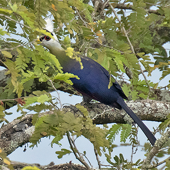 White-crested Turaco