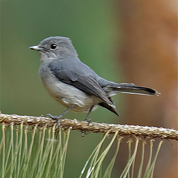 White-eyed Slaty-flycatcher