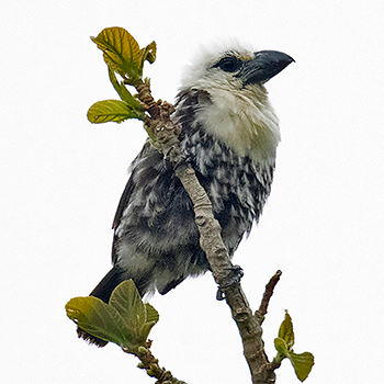 White-headed Barbet