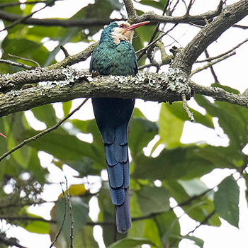 White-headed Woodhoopoe
