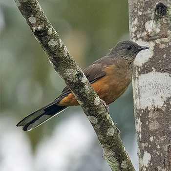 White-tailed Ant-thrush