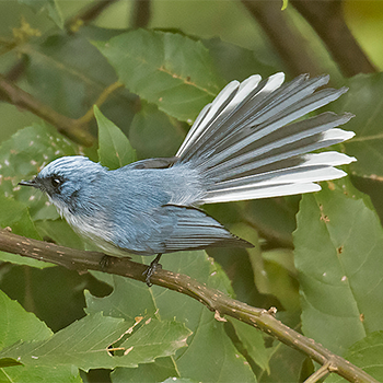 White-tailed Blue Flycatcher