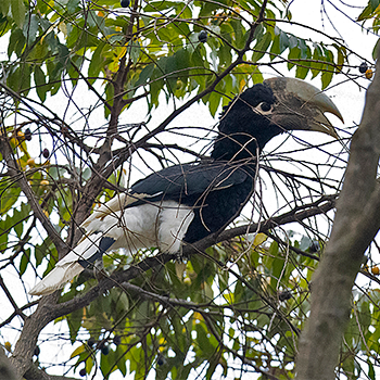 White-thighed Hornbill
