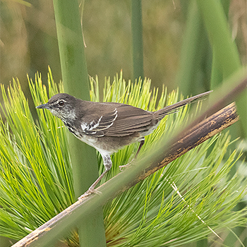 White-winged Swamp Warbler