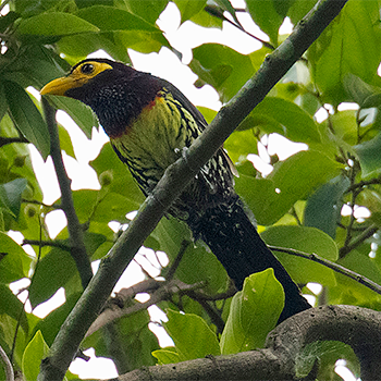 Yellow-billed Barbet