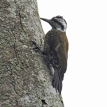 Yellow-crowned Woodpecker