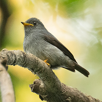 Yellow-footed Flycatcher