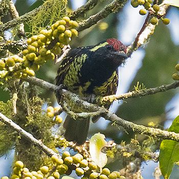 Yellow-spotted Barbet