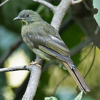 Yellow-whiskered Greenbul