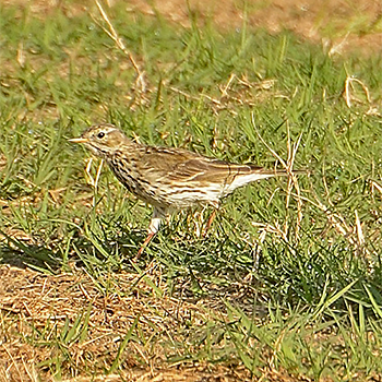 American (Buff-bellied) Pipit