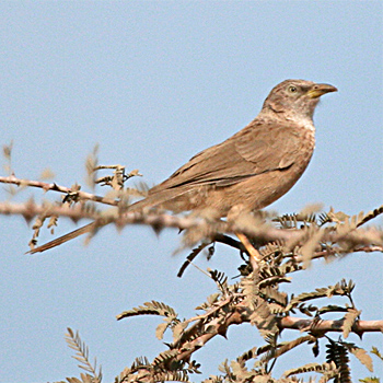 Arabian Babbler